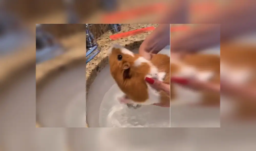 Desliza las imágenes para ver más detalles de esta escena que es viral en TikTok. Desliza las imágenes para ver más detalles de esta escena que es viral en TikTok.