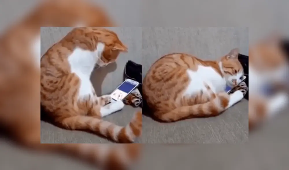 El minino tuvo una reacción que sorprendió en las redes sociales.