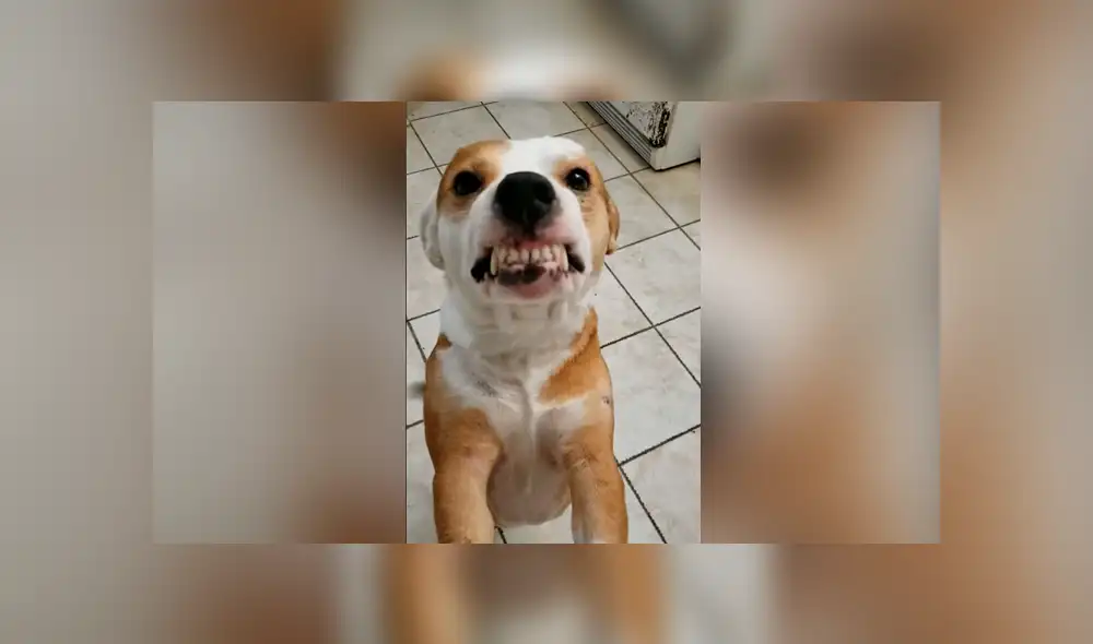 Facebook viral: intenta hacer sonreír a su perro y se lleva terrible susto Facebook viral: intenta hacer sonreír a su perro y se lleva terrible susto