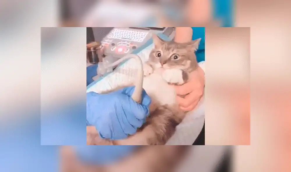 YouTube viral: Gata mira ultrasonido de su cría y sorprende su reacción al verlas [VIDEO]