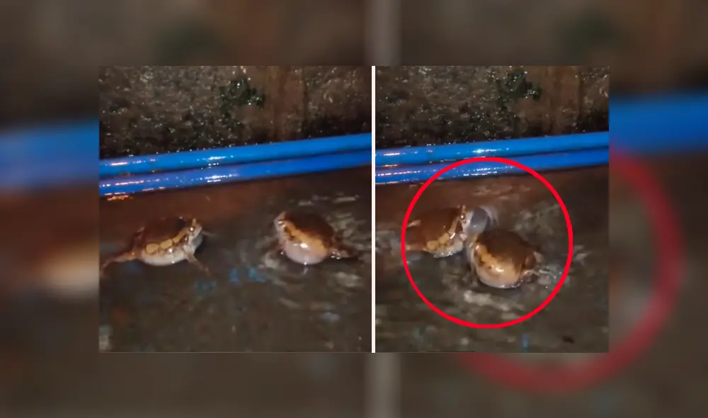 Facebook viral: brutal pelea entre dos ranas por una hembra en celo tiene desolador final [VIDEO] 