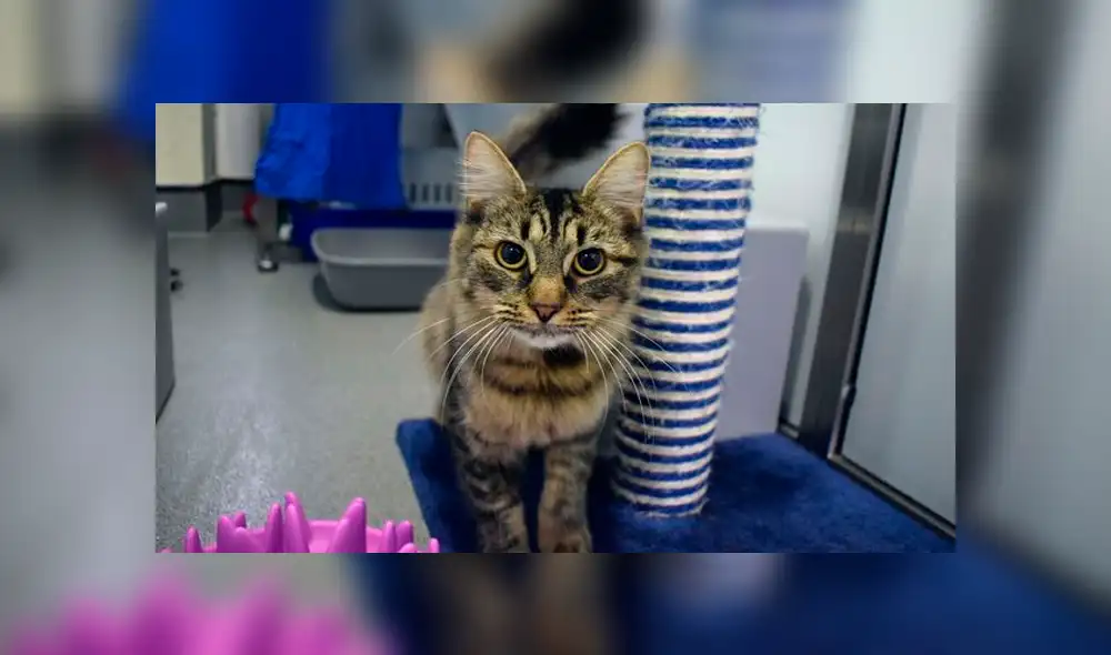A través vez de Facebook se ha vuelto viral la historia de 'Monique', una gata a la que le hicieron una fiesta y nadie fue. A través vez de Facebook se ha vuelto viral la historia de 'Monique', una gata a la que le hicieron una fiesta y nadie fue.
