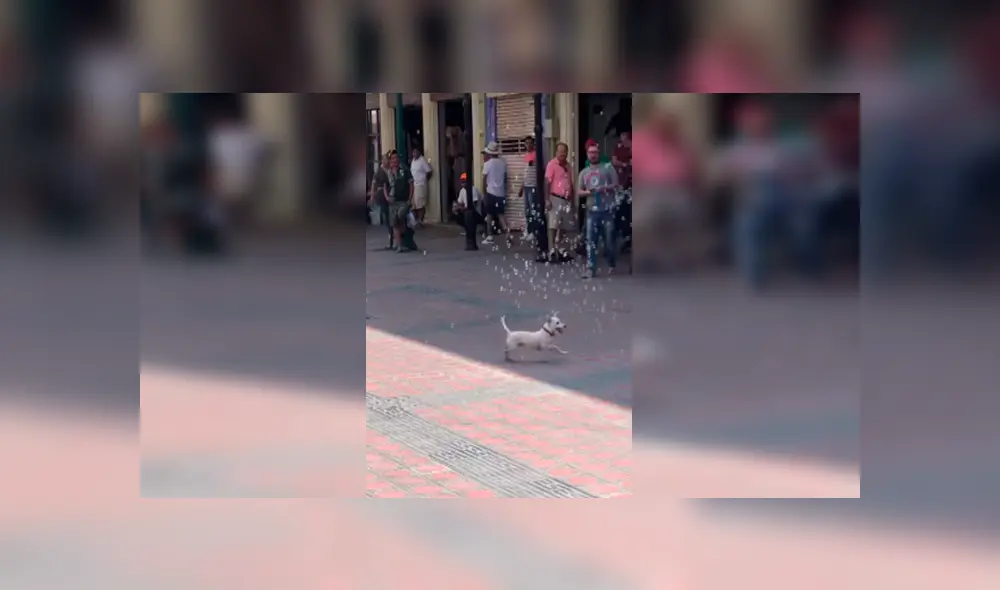 Desliza las imágenes hacia la izquierda para observar la entusiasmada actitud de un perro al jugar con burbujas en la calle.