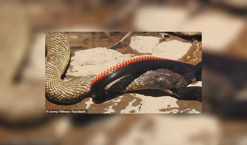 Facebook viral: dos temibles serpientes luchan a muerte y final deja sorprendidos a miles [VIDEO]
