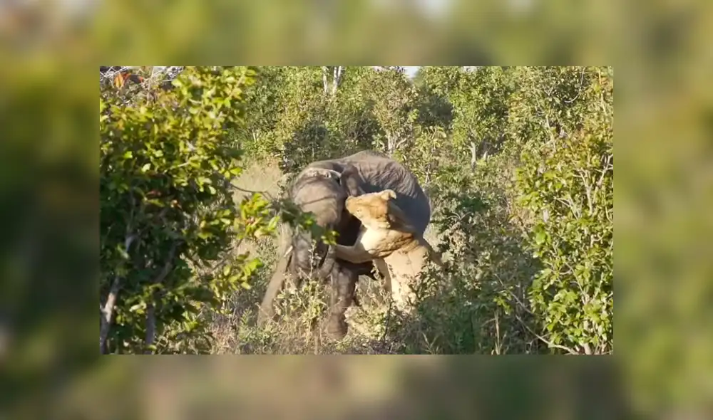 Hambrienta leona caza a elefante para dar de comer a sus crías y ocurre lo inesperado [VIDEO]