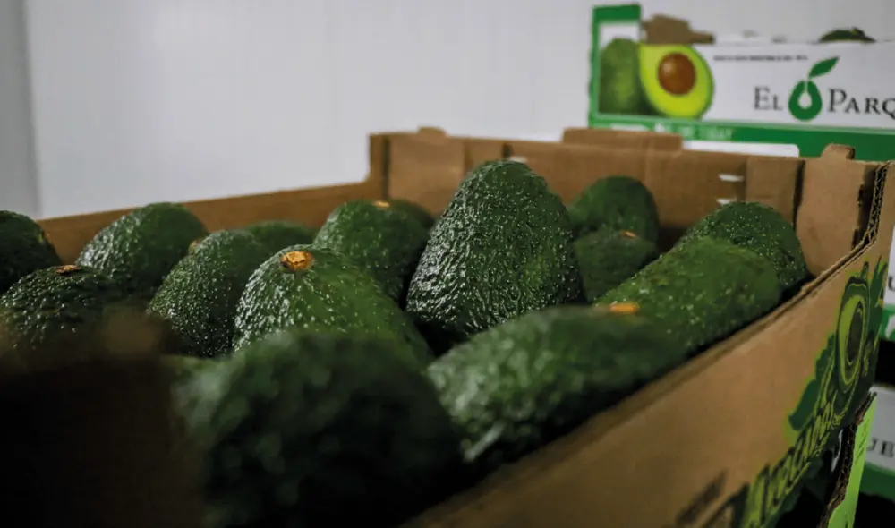 El Perú produce mayor cantidad de palta Hass. Foto: La República