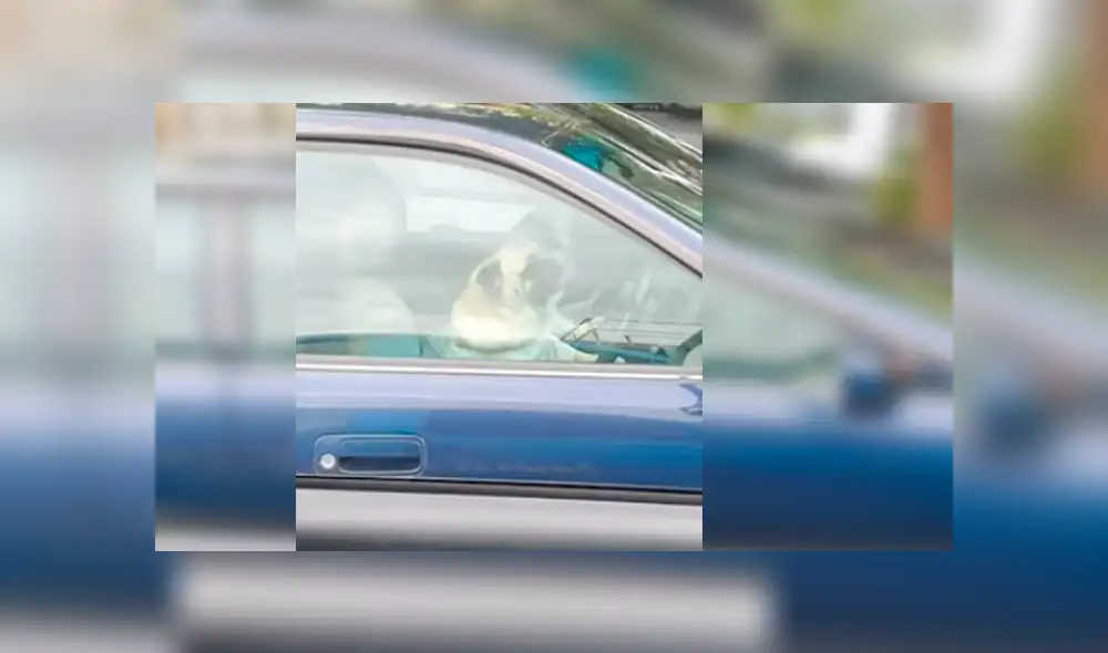 Los perros no aguantaron la demora de su dueño y protagonizaron una hilarante escena que se ha hecho viral en Facebook