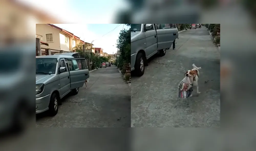 El can se ha ganado la admiración de todos en YouTube y otras redes, al ser captado ayudando a su dueña con las compras del supermercado. El can se ha ganado la admiración de todos en YouTube y otras redes, al ser captado ayudando a su dueña con las compras del supermercado.