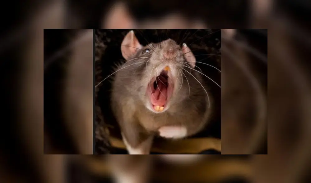 Las ratas que sobreviven a los exterminios podrían haberse logrado adaptación. Las ratas que sobreviven a los exterminios podrían haberse logrado adaptación.