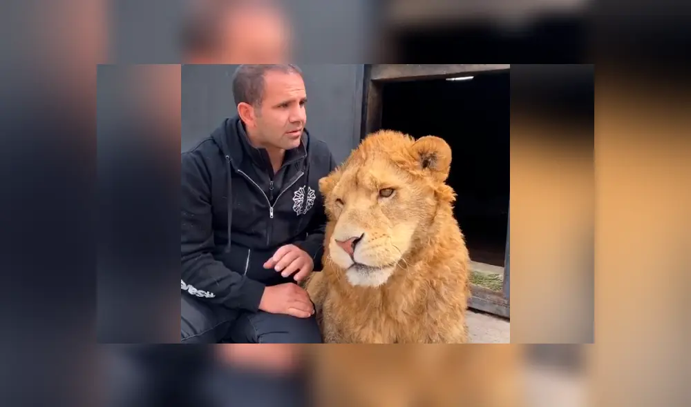 Desliza hacia la izquierda para ver la reacción que tuvo un león al encontrarse con el hombre que lo cuidó de bebé. Video se hizo viral en YouTube. Desliza hacia la izquierda para ver la reacción que tuvo un león al encontrarse con el hombre que lo cuidó de bebé. Video se hizo viral en YouTube.