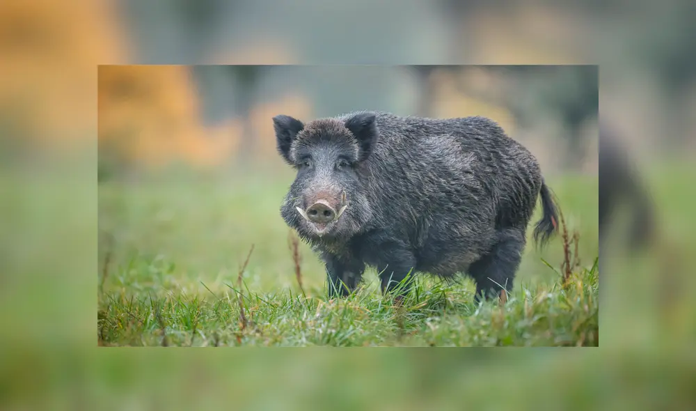 Jabalí despierta a manada de leones dormidos y desenlace desconcierta a miles [VIDEO]