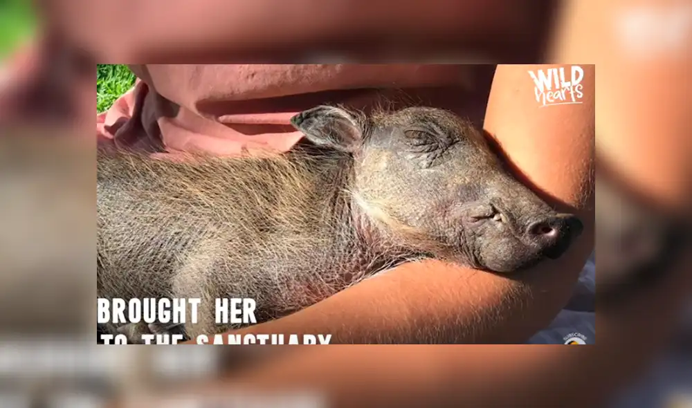 Desliza hacia la izquierda para ver las conmovedoras imágenes del video viral de YouTube.