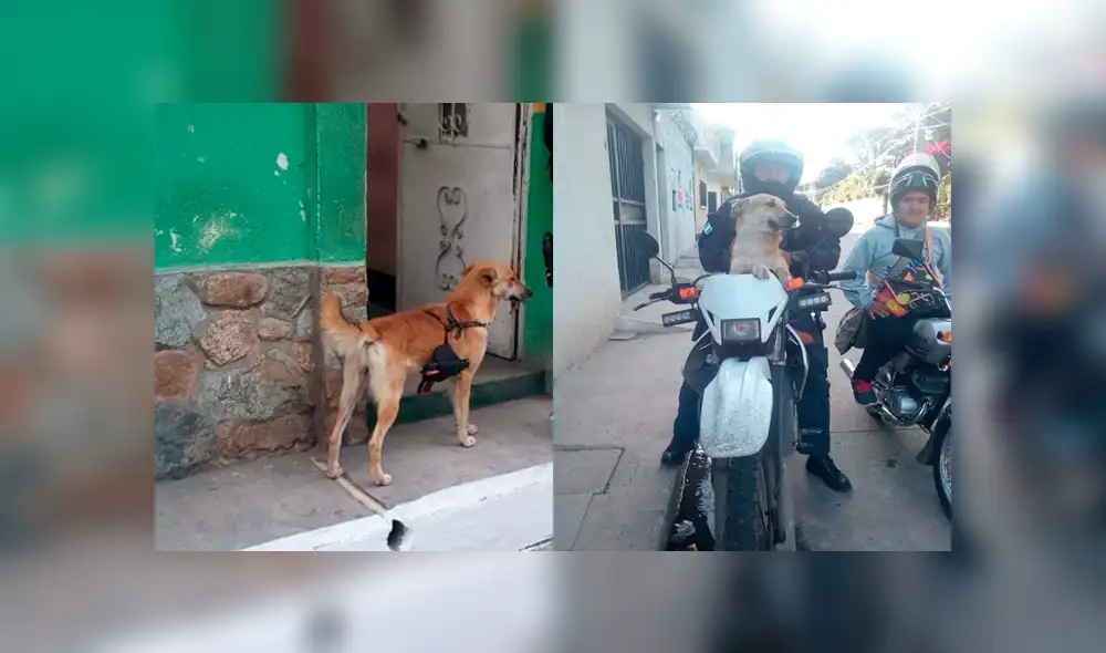Desliza para ver las imágenes de este perro que conmovieron a miles en Facebook. Foto: Captura. Desliza para ver las imágenes de este perro que conmovieron a miles en Facebook. Foto: Captura.