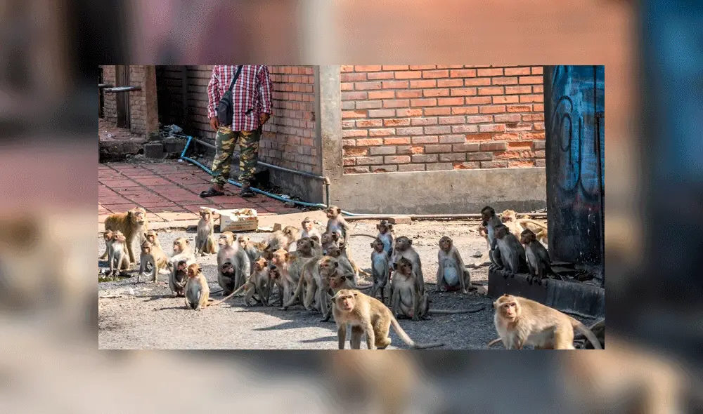 Los monos tomaron las calles progresivamente tras la expulsión de sus habitats. Foto: AFP.