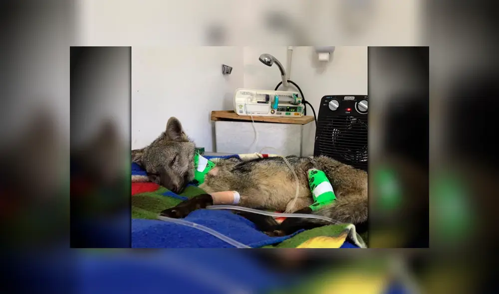 El zorro estaba desnutrido, deshidratado y con heridas con miasis. El zorro estaba desnutrido, deshidratado y con heridas con miasis.