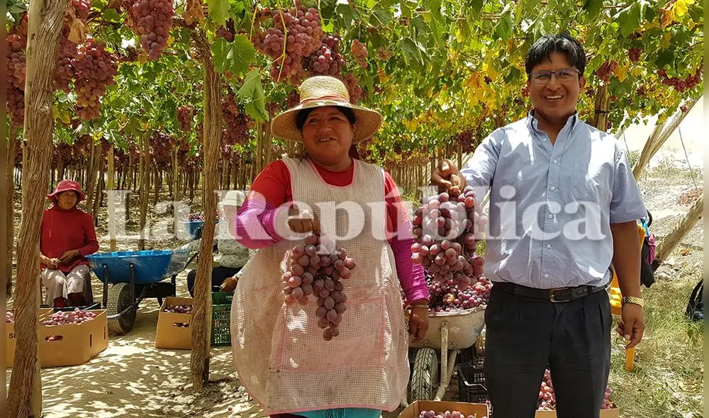 Agricultores muestran orgullosos las uvas, paltas, granadas y manzanas que crecen en sus huertos en el Valle de Cinto. Agricultores muestran orgullosos las uvas, paltas, granadas y manzanas que crecen en sus huertos en el Valle de Cinto.