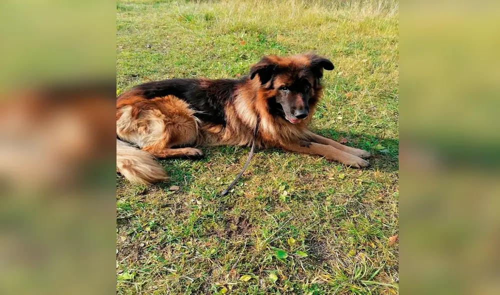 Facebook - animales Facebook - animales