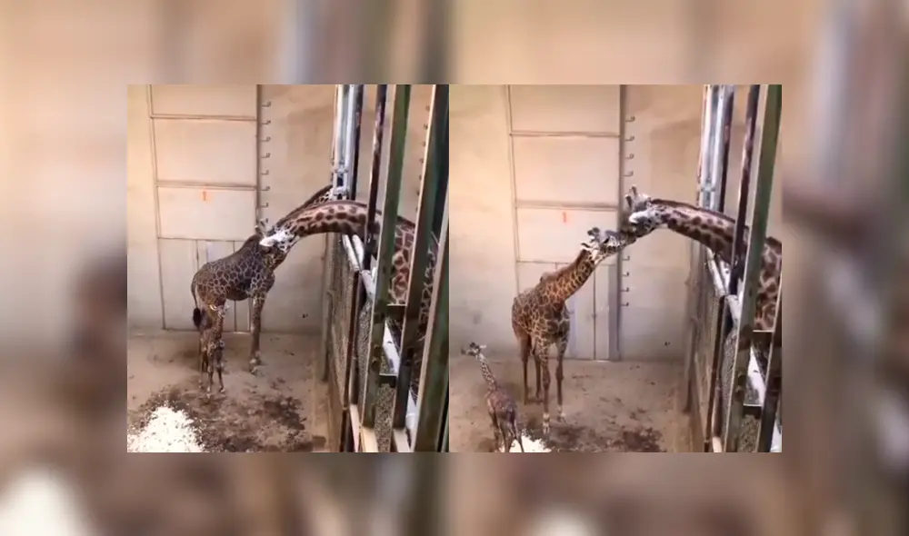 Jirafa visitó a su bebé recién nacido y su tierna reacción conmovió a usuarios en las redes sociales. Foto: Captura/Clarín