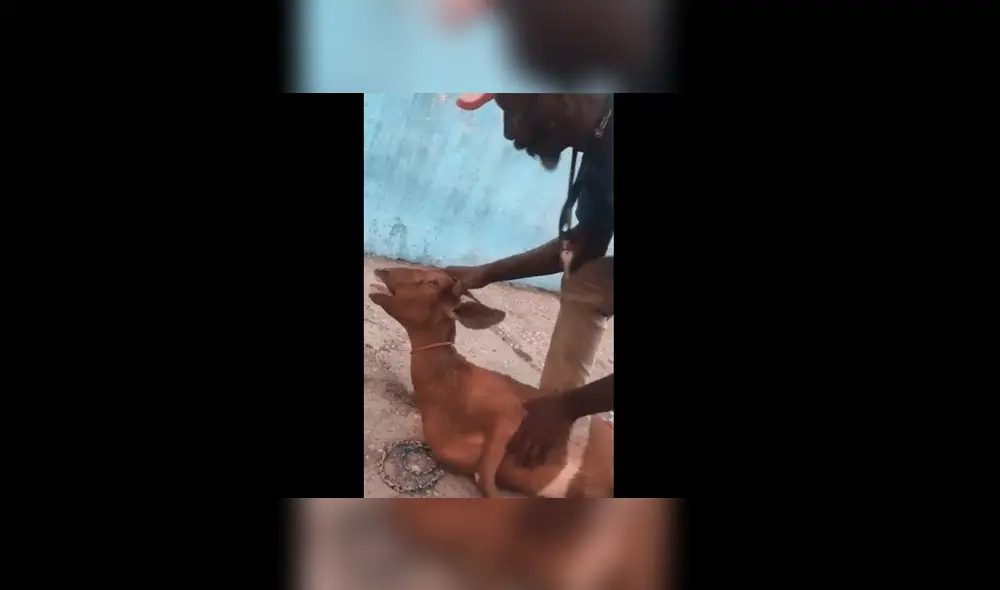 YouTube viral: furor en redes por pastor que resucita a su cabra frente a todos [VIDEO]