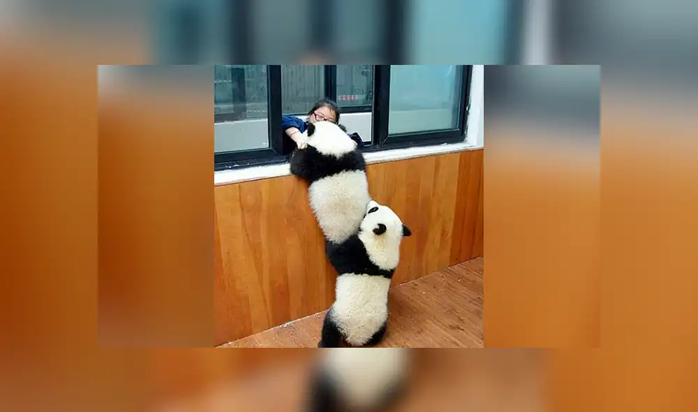 Instagram: traviesos pandas hacen lo imposible para pedirle a su cuidadora que los alimente [FOTOS]
