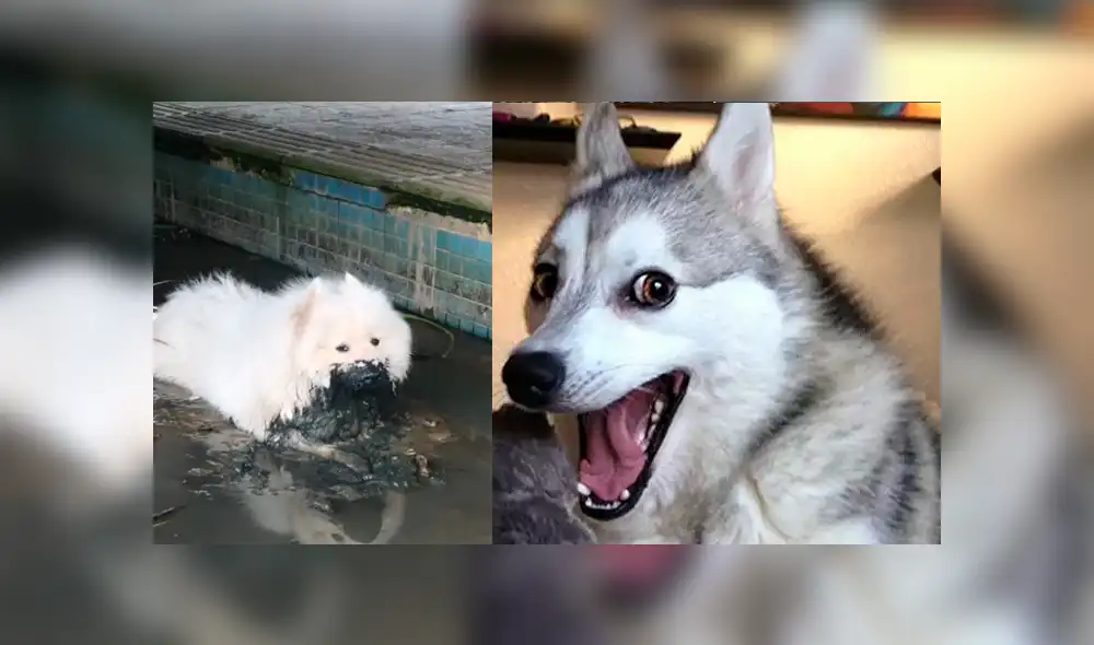 Facebook viral: mujer baña y deja reluciente a su perro y la mascota hace la peor travesura del mundo Facebook viral: mujer baña y deja reluciente a su perro y la mascota hace la peor travesura del mundo