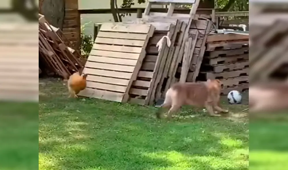 Desliza las imágenes hacia la izquierda para observar la divertida escena entre un perro junto a una gallina. Fotocaptura: Facebook. Desliza las imágenes hacia la izquierda para observar la divertida escena entre un perro junto a una gallina. Fotocaptura: Facebook.