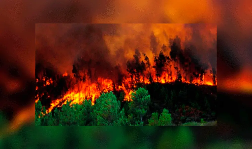 Incendio Forestal: ¿Cómo se producen y cuáles son las consecuencias? [FOTOS]