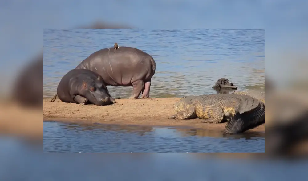 Mira la secuencia de las imágenes difundidas en Facebook y YouTube. Foto: Kruger National Park
