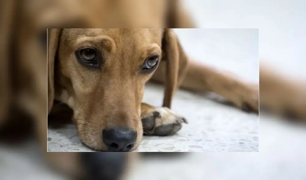 Los animales, los seres más vulnerables en el estado de emergencia. Foto: FM. Los animales, los seres más vulnerables en el estado de emergencia. Foto: FM.