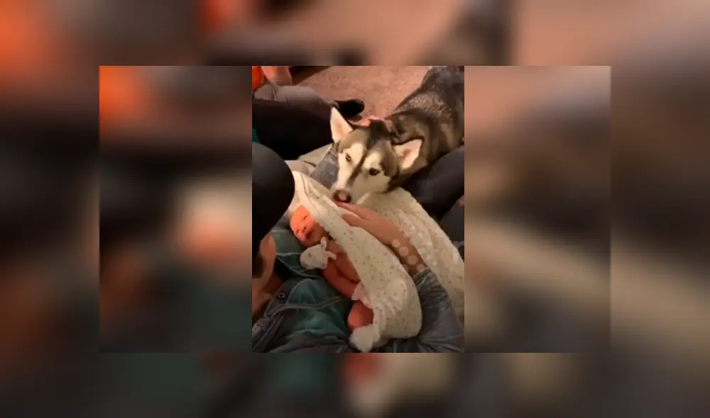 Desliza hacia la izquierda para ver el tierno momento de un perro y un bebé. Imágenes del viral de Facebook. Desliza hacia la izquierda para ver el tierno momento de un perro y un bebé. Imágenes del viral de Facebook.