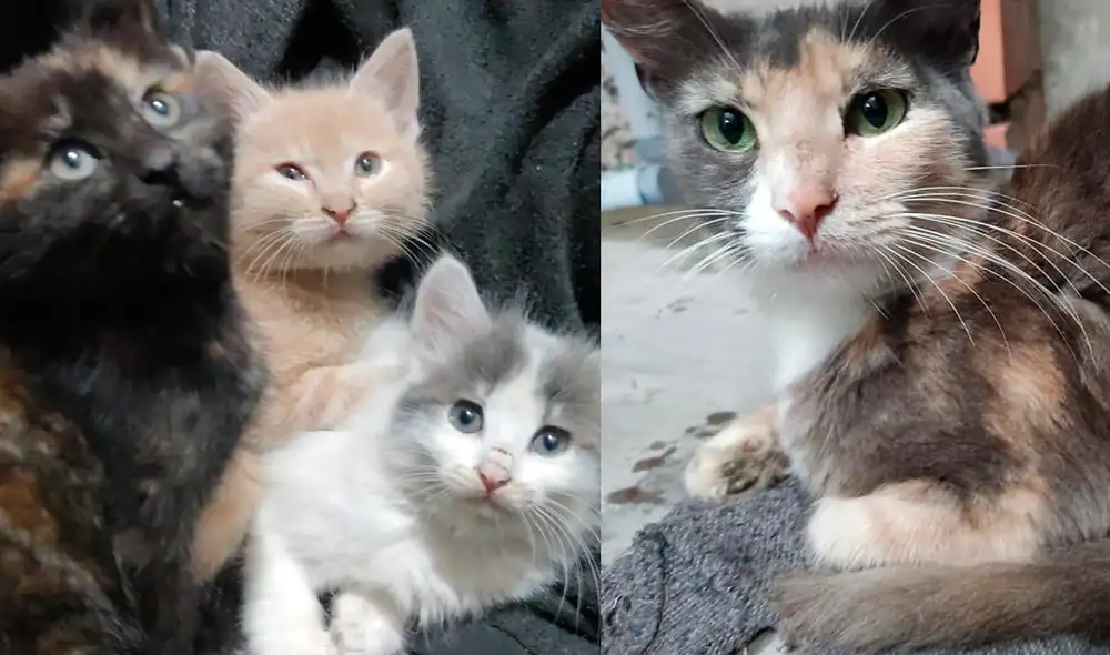 Estos gatitos esperan por ti. Foto: composición/La República Estos gatitos esperan por ti. Foto: composición/La República