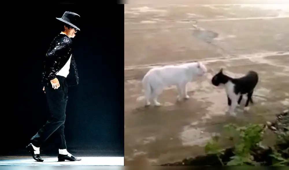 Facebook: gato baila el 'paso lunar' de Michael Jackson y sorprende a miles [VIDEO]