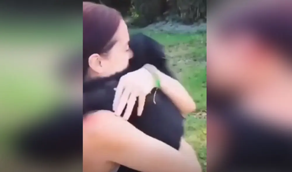 Desliza las imágenes para conocer más detalles de este conmovedor reencuentro entre el primate y su dueña: Foto: captura de TikTok Desliza las imágenes para conocer más detalles de este conmovedor reencuentro entre el primate y su dueña: Foto: captura de TikTok