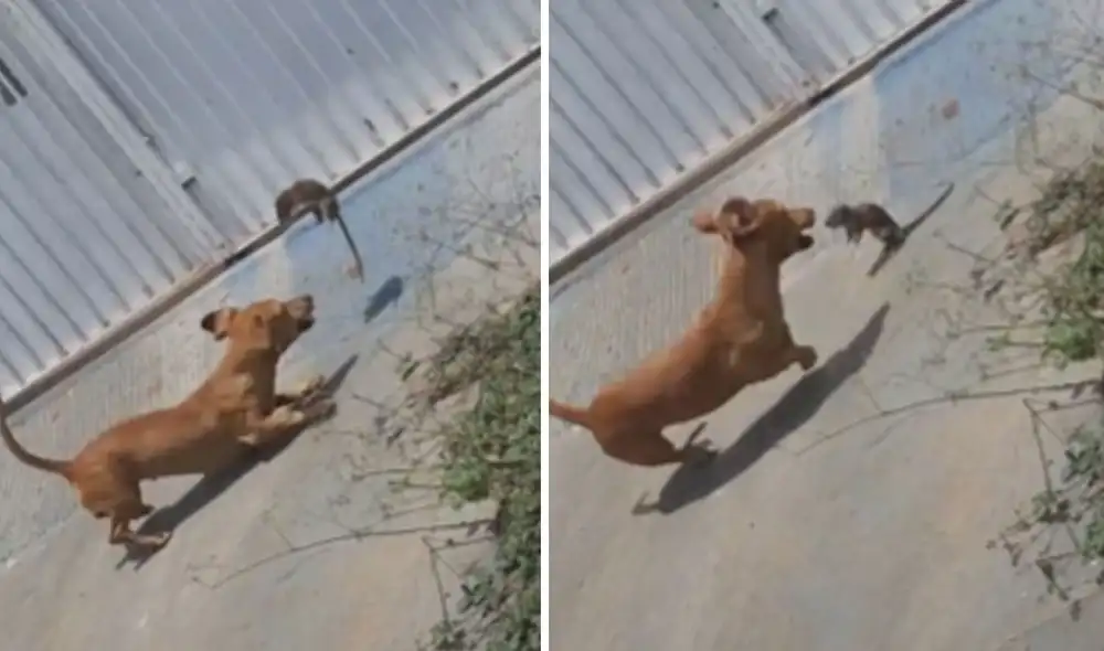 Miles de usuarios han quedado impresionados al ver este video. Foto: composición LR/TikTok/@emanuuely062_