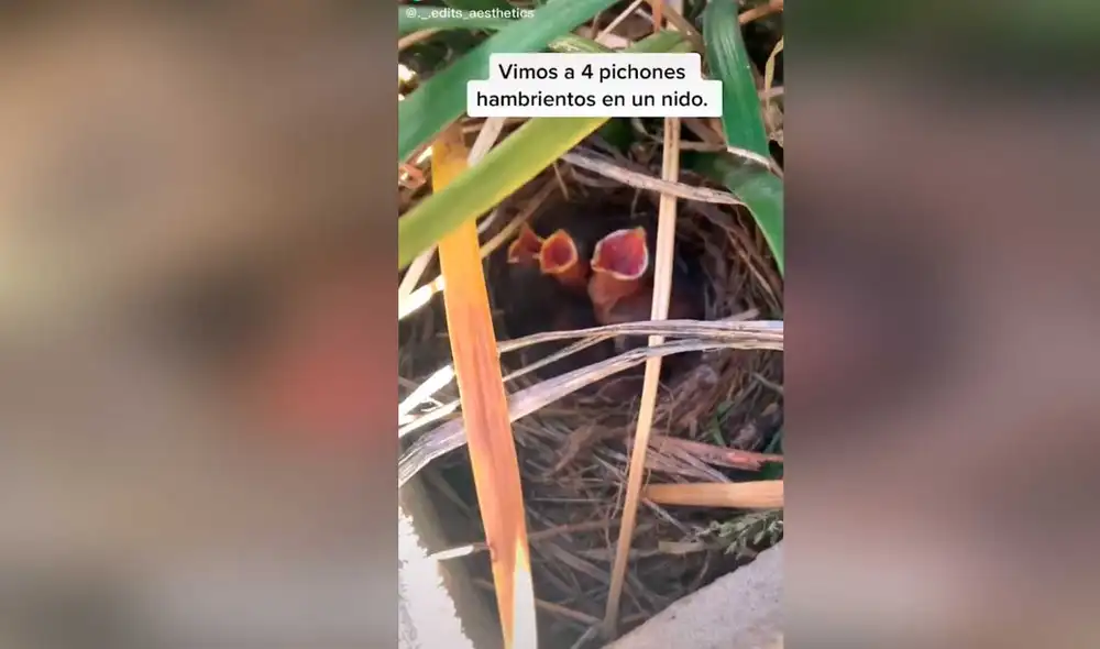 Desliza las imágenes para conocer un poco más sobre estas pequeñas aves que fueron rescatadas cuando más ayuda requerían. Foto: captura de TikTok/ edits_aesthetics