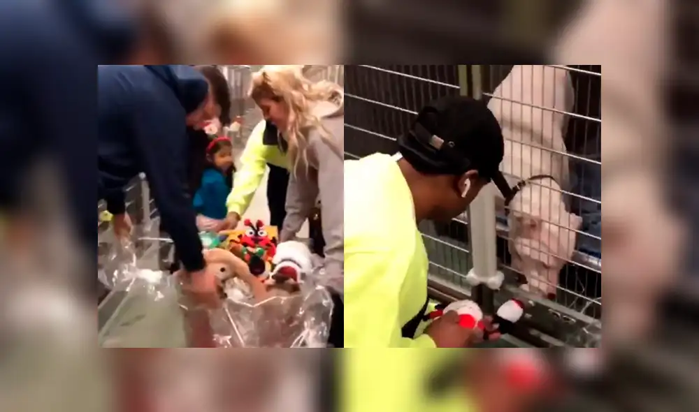 Facebook: Perros de un albergue fueron sorprendidos con increíbles regalos [VIDEO]