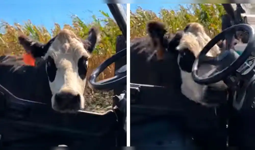 YouTube: mamá vaca se sale de control y el motivo hace llorar a todo el mundo YouTube: mamá vaca se sale de control y el motivo hace llorar a todo el mundo