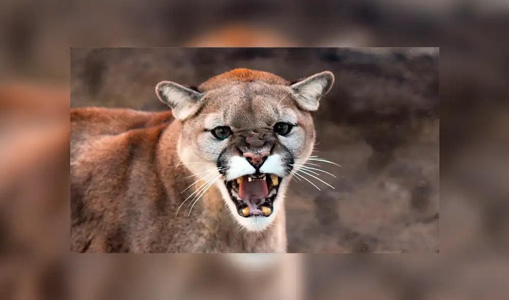 YouTube viral: mujer se enfrenta contra un feroz puma, para proteger a sus hijos [VIDEO]