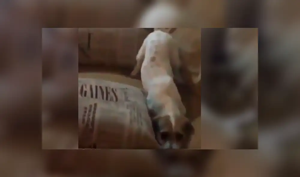 Dueña del can no dudó en grabar la insólita conducta de su mascota mientras veía la película de terror con ella. Dueña del can no dudó en grabar la insólita conducta de su mascota mientras veía la película de terror con ella.