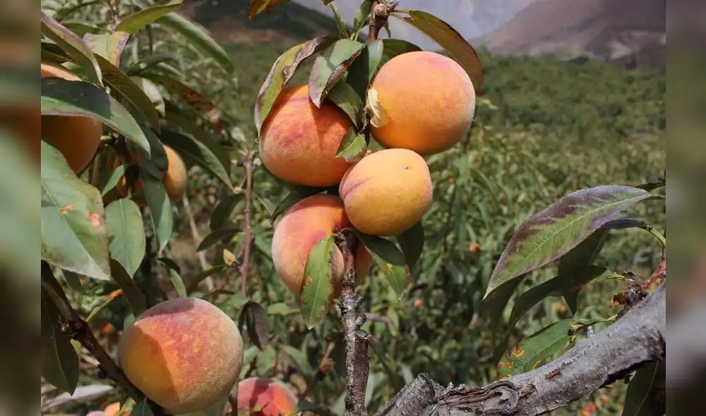 Producción de durazno.
