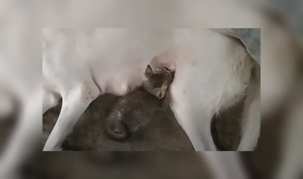 Desliza hacia la izquierda para ver las imágenes del viral de Facebook. Foto: Captura. Desliza hacia la izquierda para ver las imágenes del viral de Facebook. Foto: Captura.