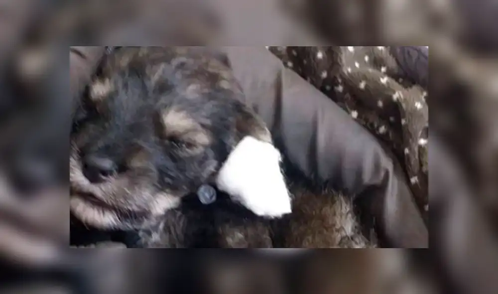 Rescatistas piden ayuda para salvar vida de cachorritos. Foto: Facebook Refugio Sanmarquino Rescatistas piden ayuda para salvar vida de cachorritos. Foto: Facebook Refugio Sanmarquino