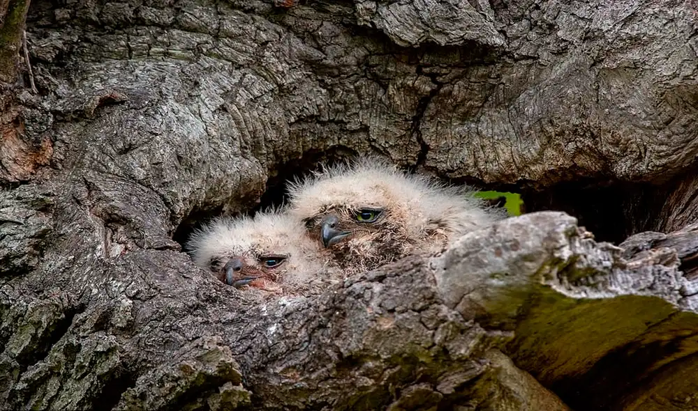 Desliza las imágenes para que puedas ver el perfecto camuflaje de la madre búho para proteger a sus bebés. Foto: Facebook Desliza las imágenes para que puedas ver el perfecto camuflaje de la madre búho para proteger a sus bebés. Foto: Facebook