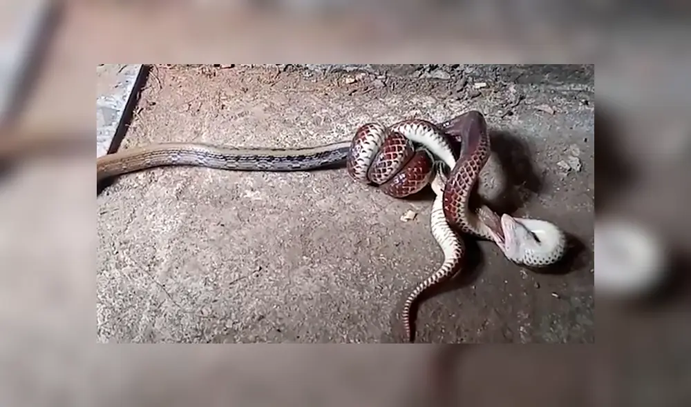 Un video viral de YouTube registró el momento en que una descomunal serpiente devoró a otra.