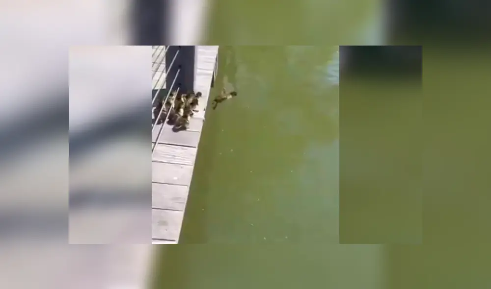 Video es viral en YouTube. Turistas grabaron la peculiar hazaña de los patos recién nacidos cuando se dejaban guiar por su madre