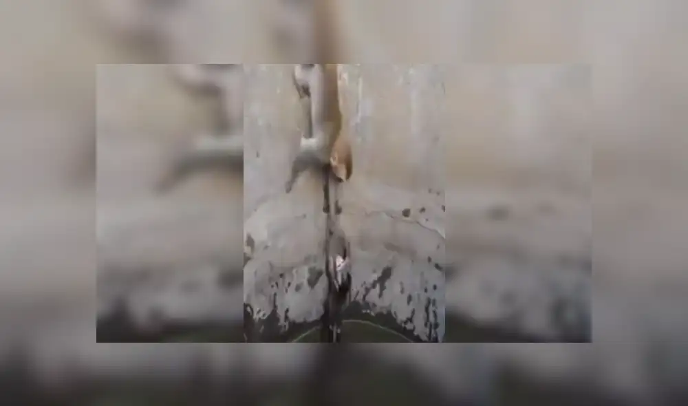 Desliza las imágenes para ver más sobre este amoroso rescate de una mamá mono a su cría. (Foto: captura) Desliza las imágenes para ver más sobre este amoroso rescate de una mamá mono a su cría. (Foto: captura)