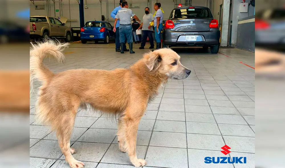 Desliza las imágenes hacia la izquierda para conocer la historia de un perro callejero bautizado como ‘El Firus’. Foto: Suzuki Kabah Cancún.