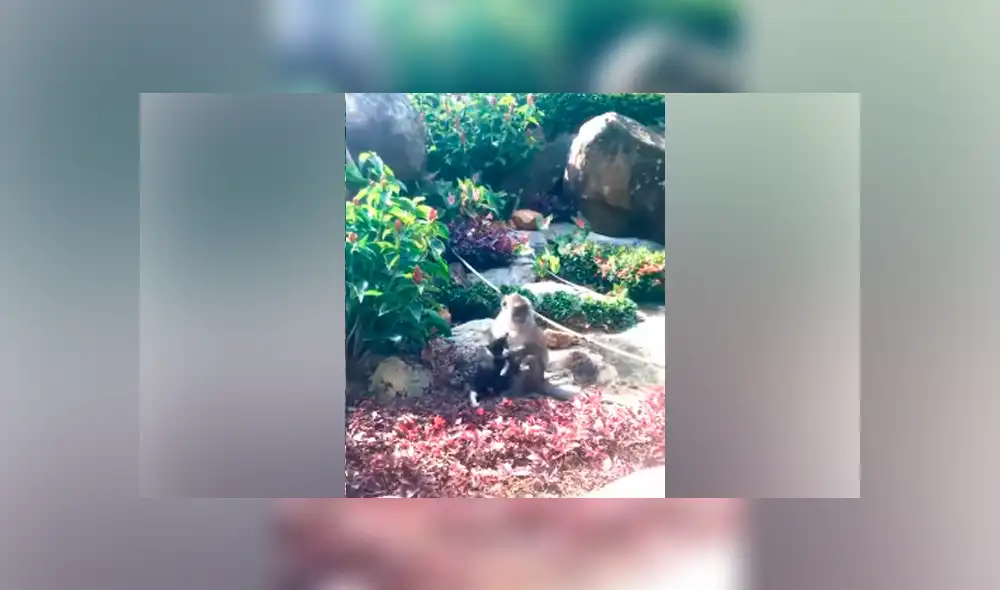 Desliza hacia la izquierda para ver el conmovedor encuentro de los animales. Escena viral de YouTube.