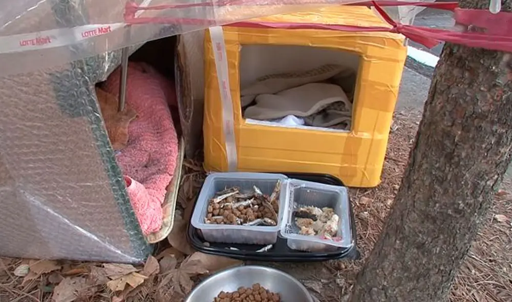 Desliza las imágenes para conocer la conmovedora historia de amistad entre un gato y una perrita. Foto: captura de YouTube Desliza las imágenes para conocer la conmovedora historia de amistad entre un gato y una perrita. Foto: captura de YouTube