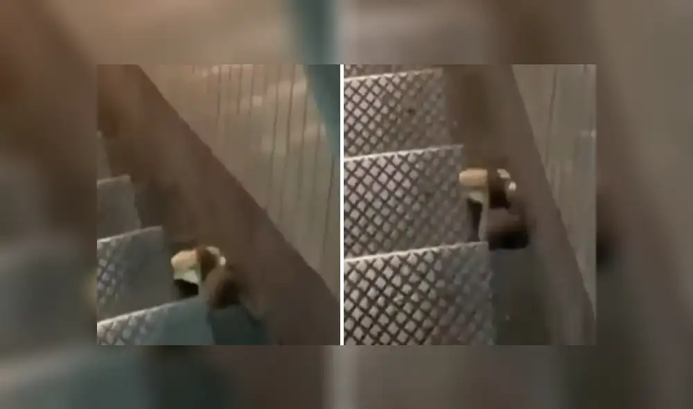 A través de YouTube se ha vuelto viral un video que muestra a un hambrienta rata cargando una hamburguesa. A través de YouTube se ha vuelto viral un video que muestra a un hambrienta rata cargando una hamburguesa.